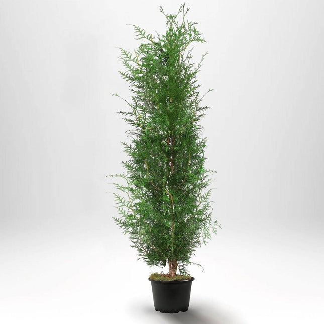 Köp Thuja Brabant 180-200 cm, Co 10 » S Debski Thuja Brabant