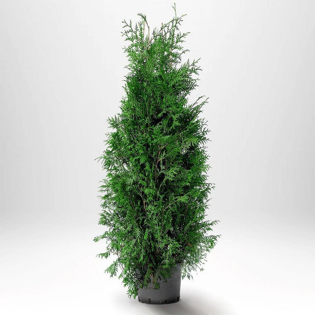 Köp Thuja Brabant 180-200 cm, Co12 » LQ Remco Thuja Brabant