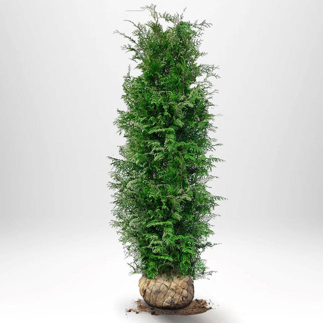 Köp Thuja Brabant 180-200 cm, RB » Kvalitet A Remco Thuja Brabant