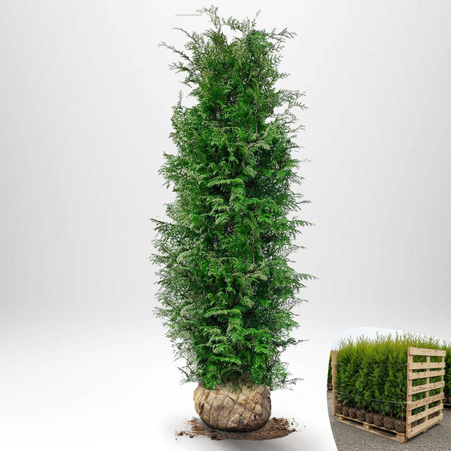 Thuja Brabant 180-200 cm, RB » A