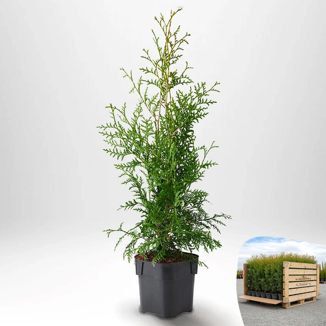 Thuja Brabant 20-40 cm, P9 » A