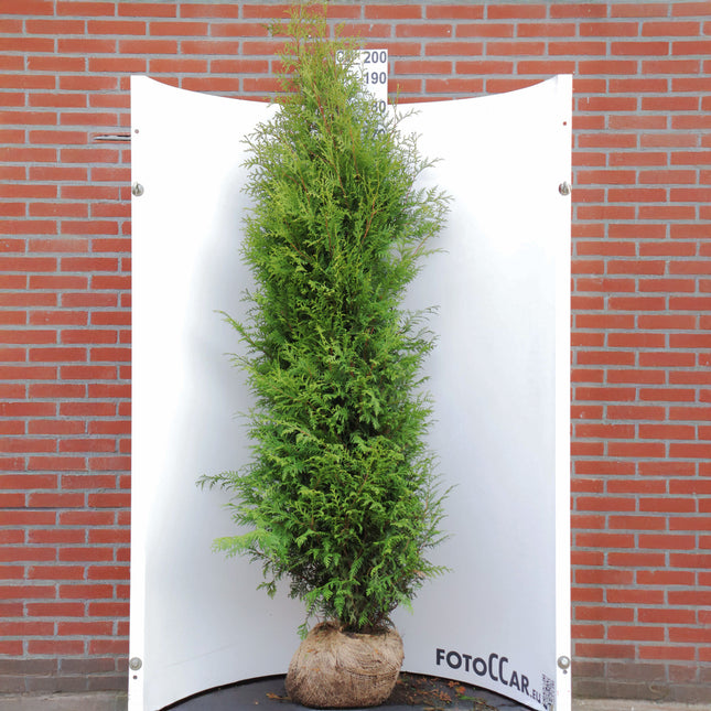 Köp Thuja Brabant 200-225 cm, RB » Outlet Nunen Thuja Brabant
