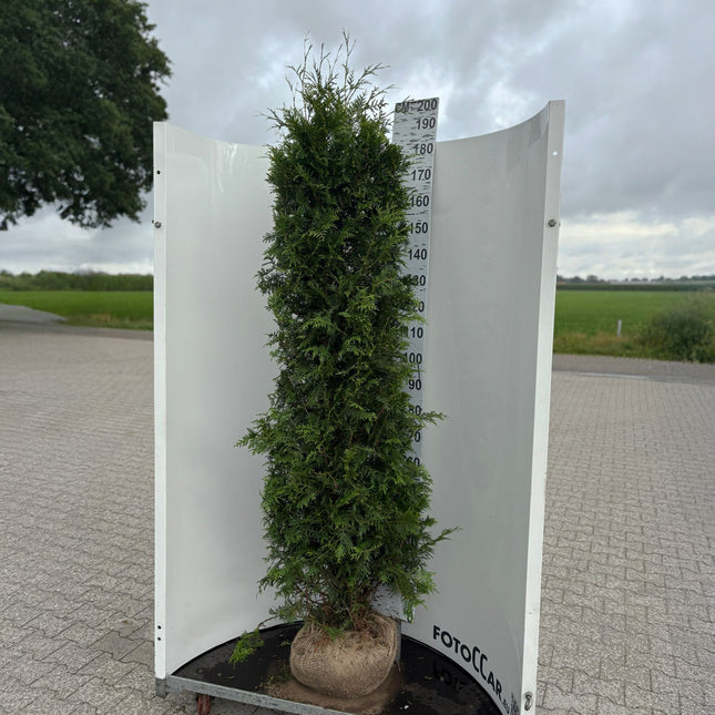 Thuja Brabant 180-200 cm, RB » S » Outlet