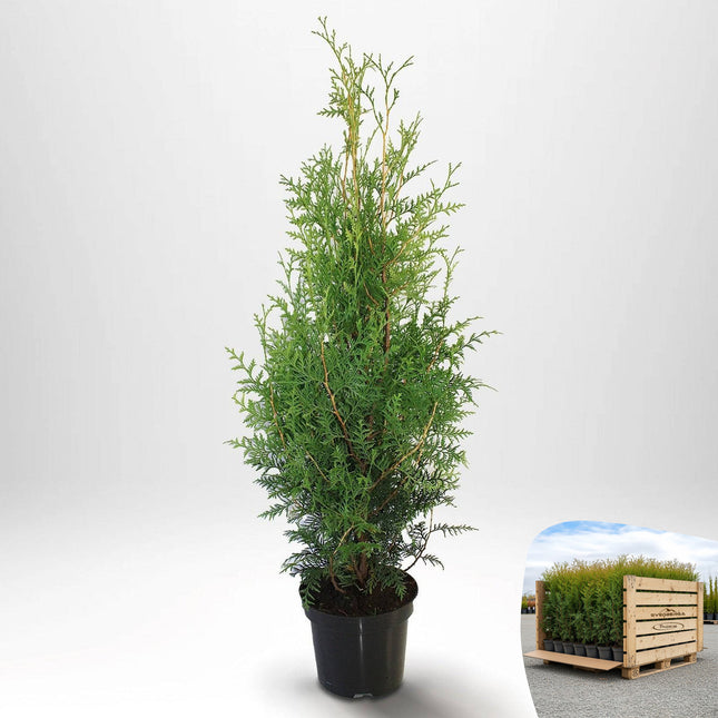 Thuja Brabant 40-60 cm, Co 2 » A