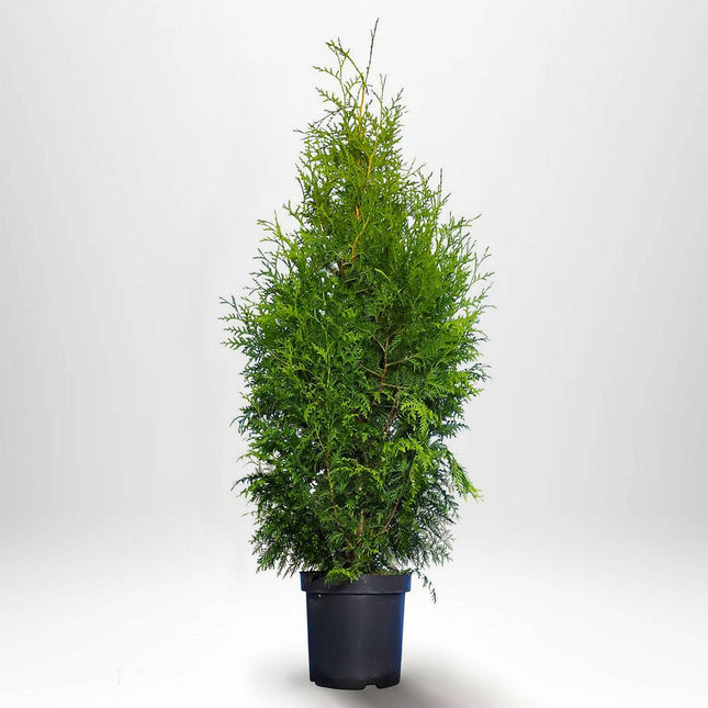 Köp Thuja Brabant 60-80 cm, P19/Co3 » LQ Remco Thuja Brabant