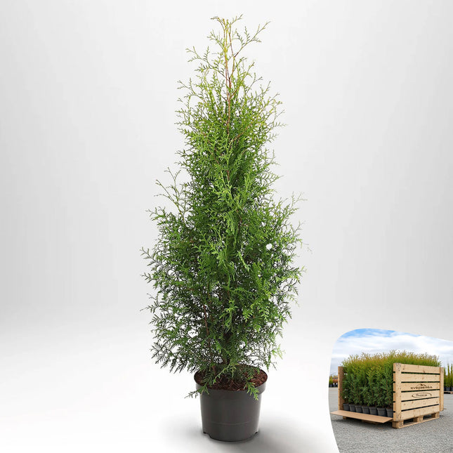 Thuja Brabant 60-80 cm, Co 2 » S
