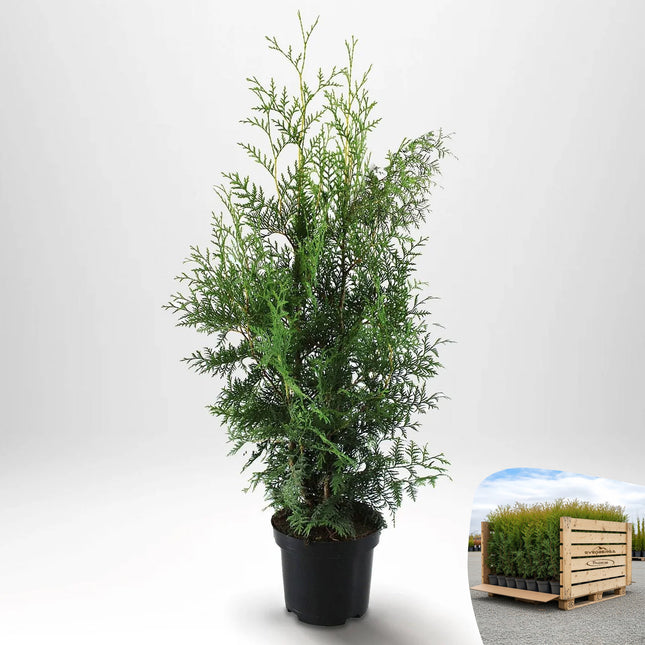 Thuja Brabant 80-100 cm, Co 5 » A