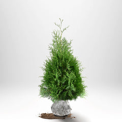 Thuja Brabant 80-100 cm, RB » LQ