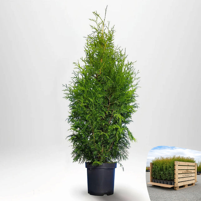 Thuja Brabant 80-100 cm, Co 3 - » LQ
