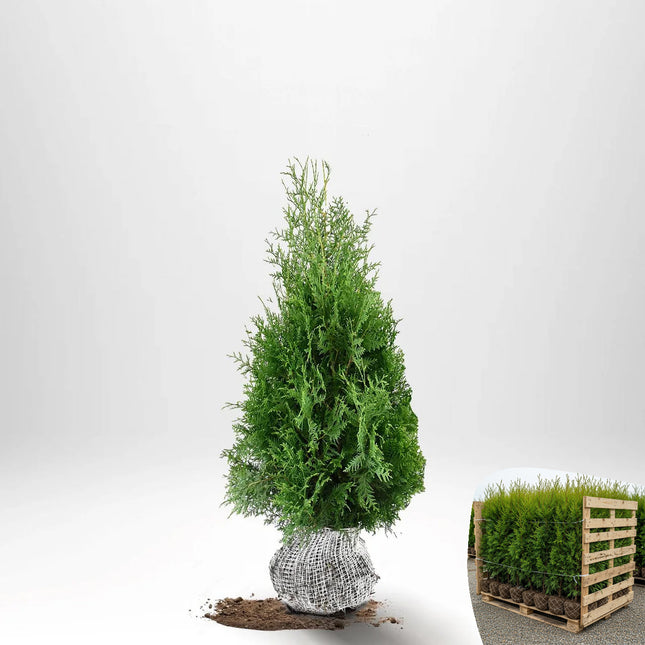 Thuja Brabant 80-100 cm, RB » A
