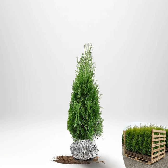 Thuja Brabant 80-100 cm, RB » S
