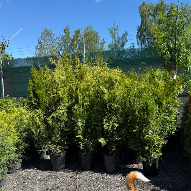 Parti Thuja Brabant - 30 st - 160/180 cm - Krukodlad C12 Liter - Endast avhämtning