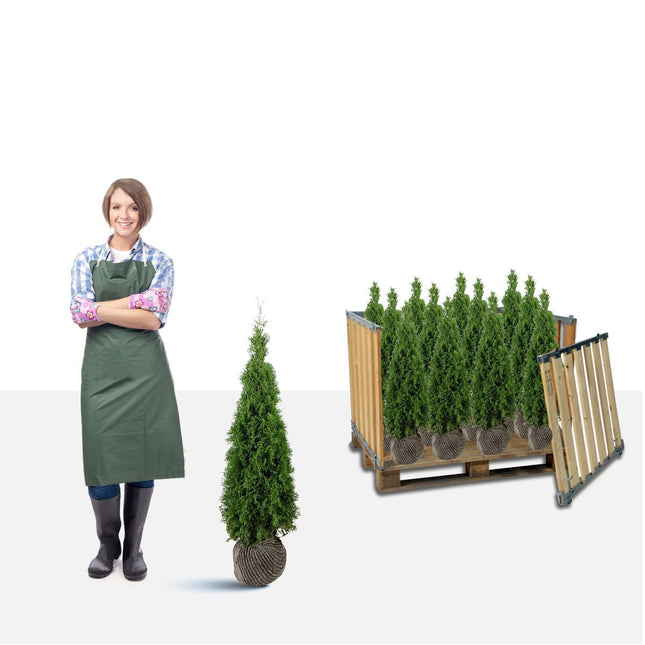 Thuja Smaragd 100-120 cm RB - A - Storpack