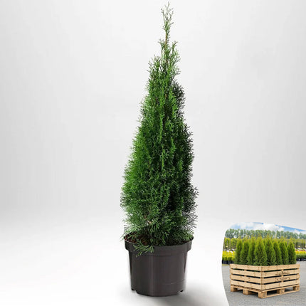 Thuja Smaragd 100-120 cm, Co 5 » S