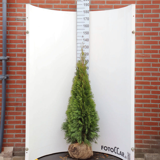 Thuja Smaragd 100-120 cm, RB » S » Outlet