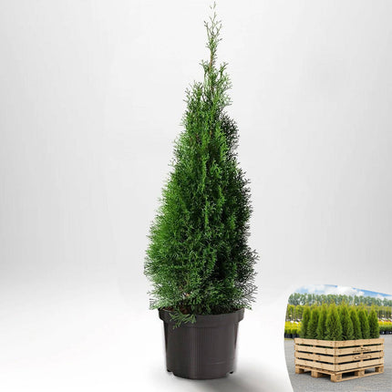 Thuja Smaragd 100-120 cm, Co 5 » A