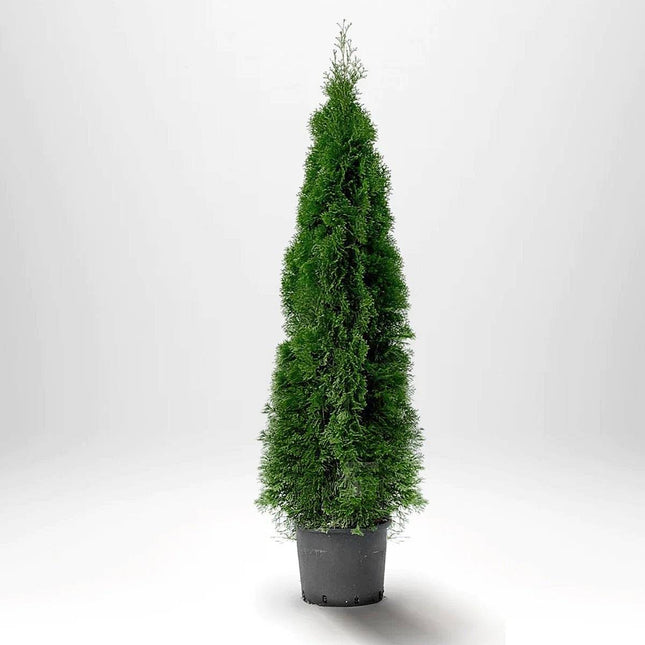 Köp Thuja Smaragd 120-140 cm, Co 12 » LQ Remco Thuja Smaragd