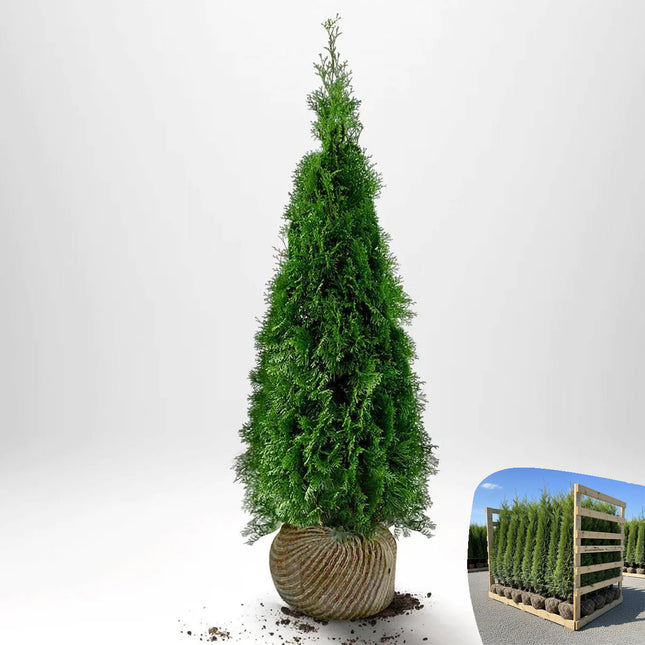 Thuja Smaragd 120-140 cm, RB » A