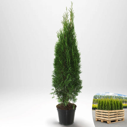 Thuja Smaragd 120-140 cm, Co 10 » S