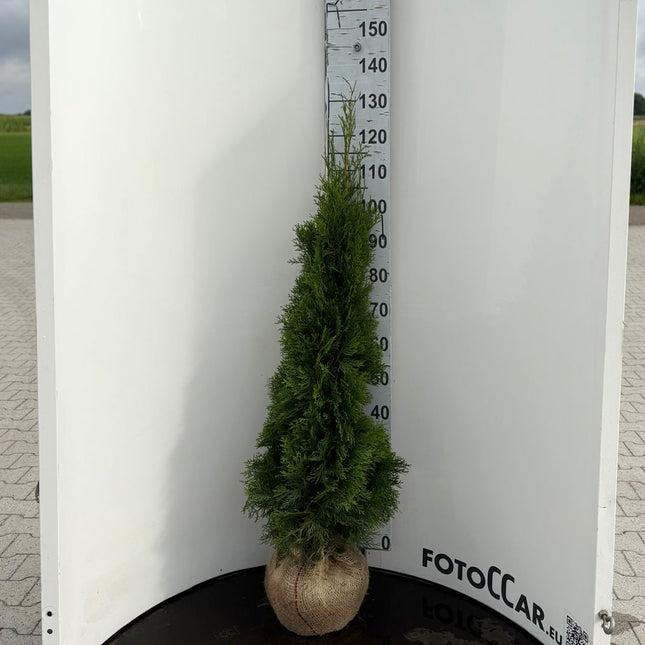 Thuja Smaragd 120-140 cm, RB » S » Outlet