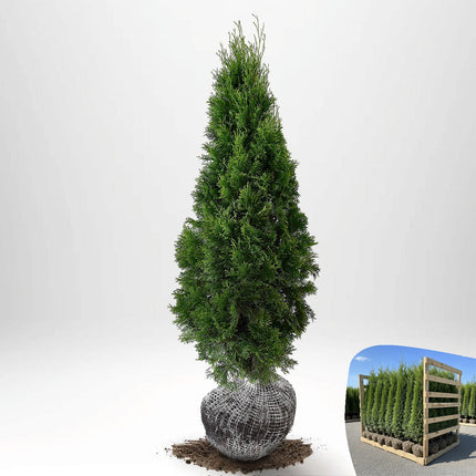 Thuja Smaragd 120-140 cm, RB » S