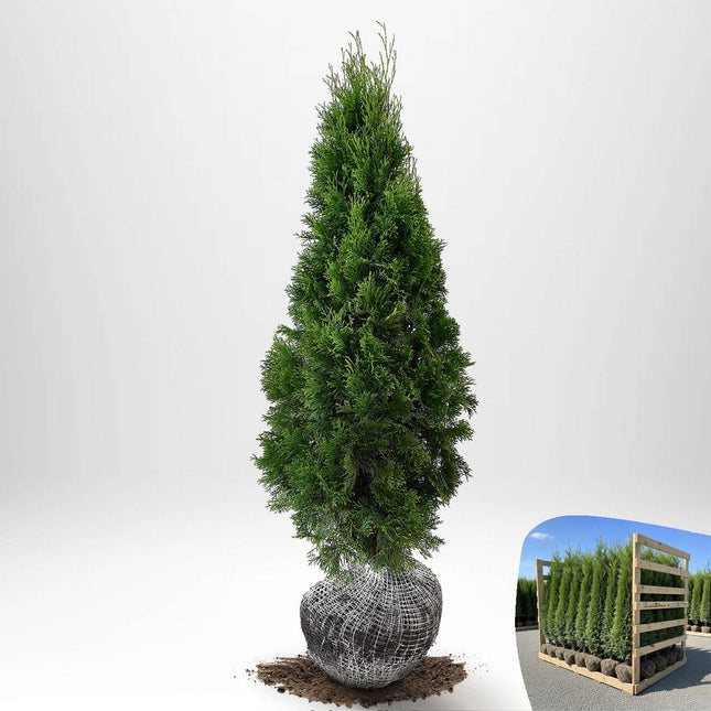 Thuja Smaragd 120-140 cm, RB » S