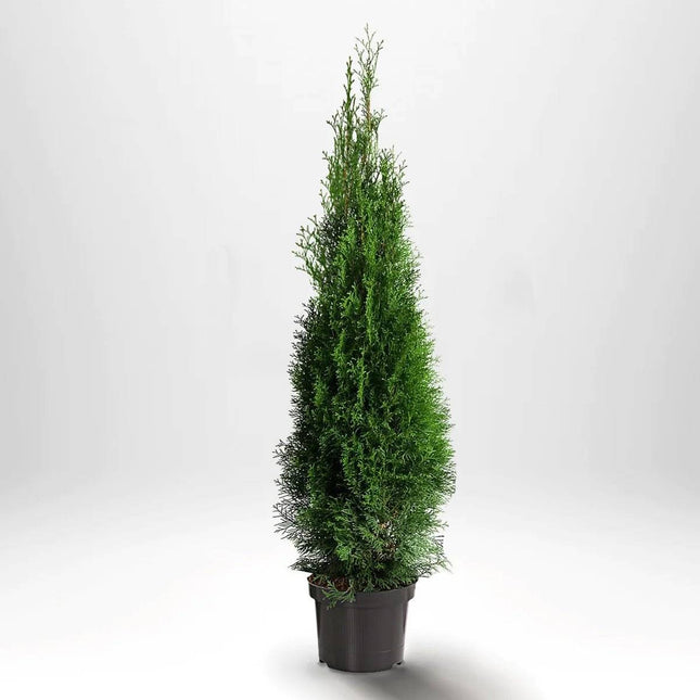 Köp Thuja Smaragd 140-160 cm, Co 10 »A Remco Thuja Smaragd