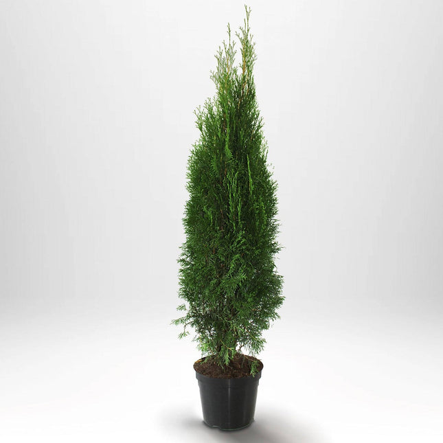 Köp Thuja Smaragd 140-160 cm, Co 10 » S Debski Thuja Smaragd