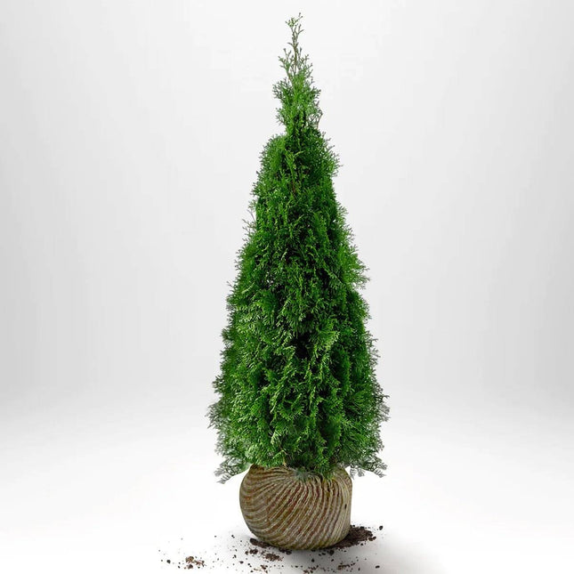 Köp Thuja Smaragd 140-160 cm, RB » S Nunen Thuja Smaragd