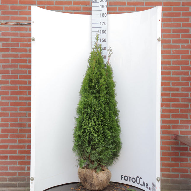 Thuja Smaragd 140-160 cm, RB » S » Outlet
