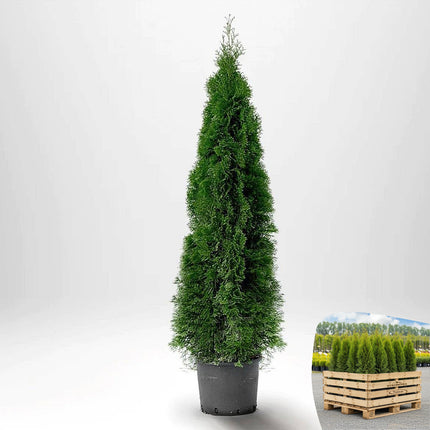 Thuja Smaragd 140-160 cm, Co 12  » LQ