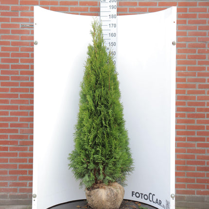 Thuja Smaragd 160-180 cm, RB » S » Outlet