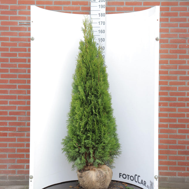 Thuja Smaragd 160-180 cm, RB » S » Outlet
