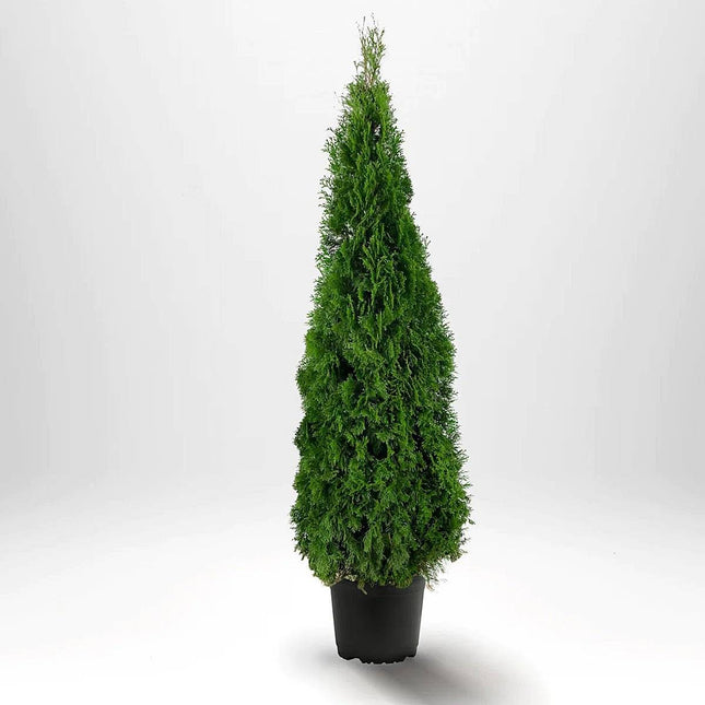 Köp Thuja Smaragd 180-200 cm, Co12 » LQ Remco Thuja Smaragd