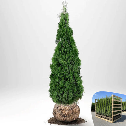 Thuja Smaragd 180-200 cm, RB » A