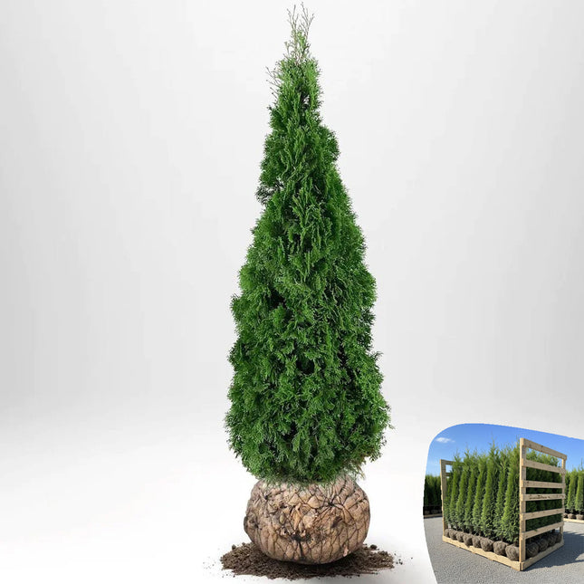 Thuja Smaragd 180-200 cm, RB » S