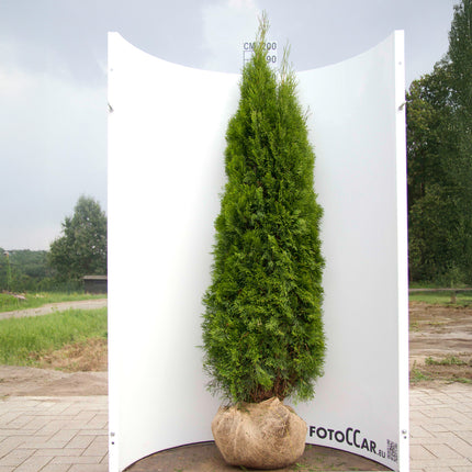 Thuja Smaragd 180-200 cm, RB » S » Outlet