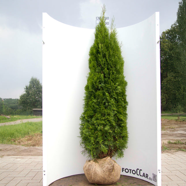 Thuja Smaragd 180-200 cm, RB » S » Outlet