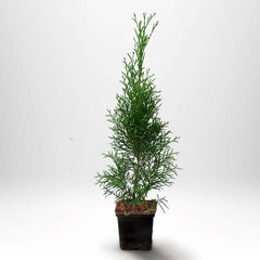 Köp Thuja Smaragd 20-40 cm, P9 » S Kvalité: S Thuja Smaragd
