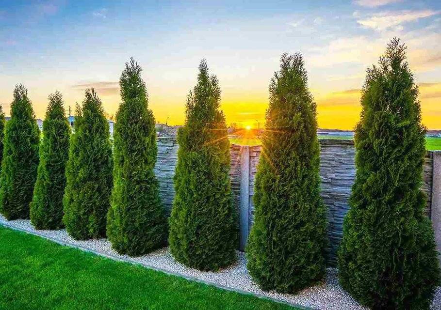 Billig Thuja Smaragd