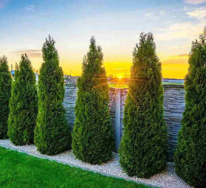 Thuja Smaragd 200-225 cm,Co 25 » LQ