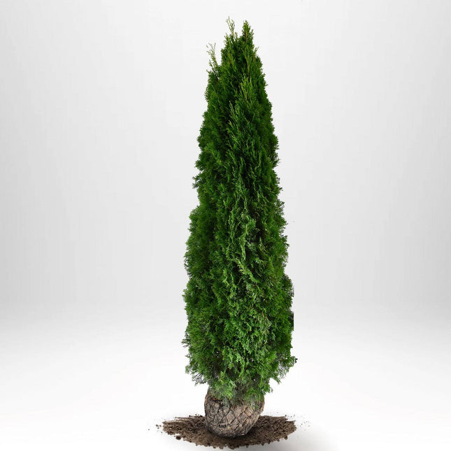 Köp Thuja Smaragd 275-300 cm, RB » LQ Remco Thuja Smaragd