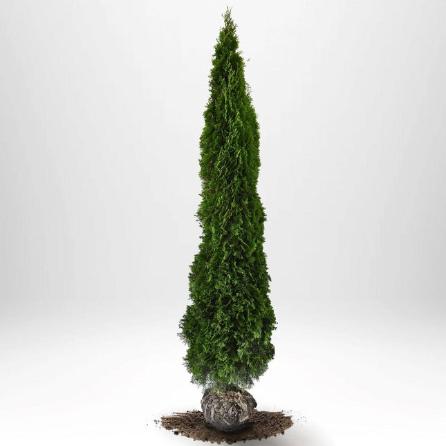 Köp Thuja Smaragd 325-350 cm, RB » LQ Remco Thuja Smaragd