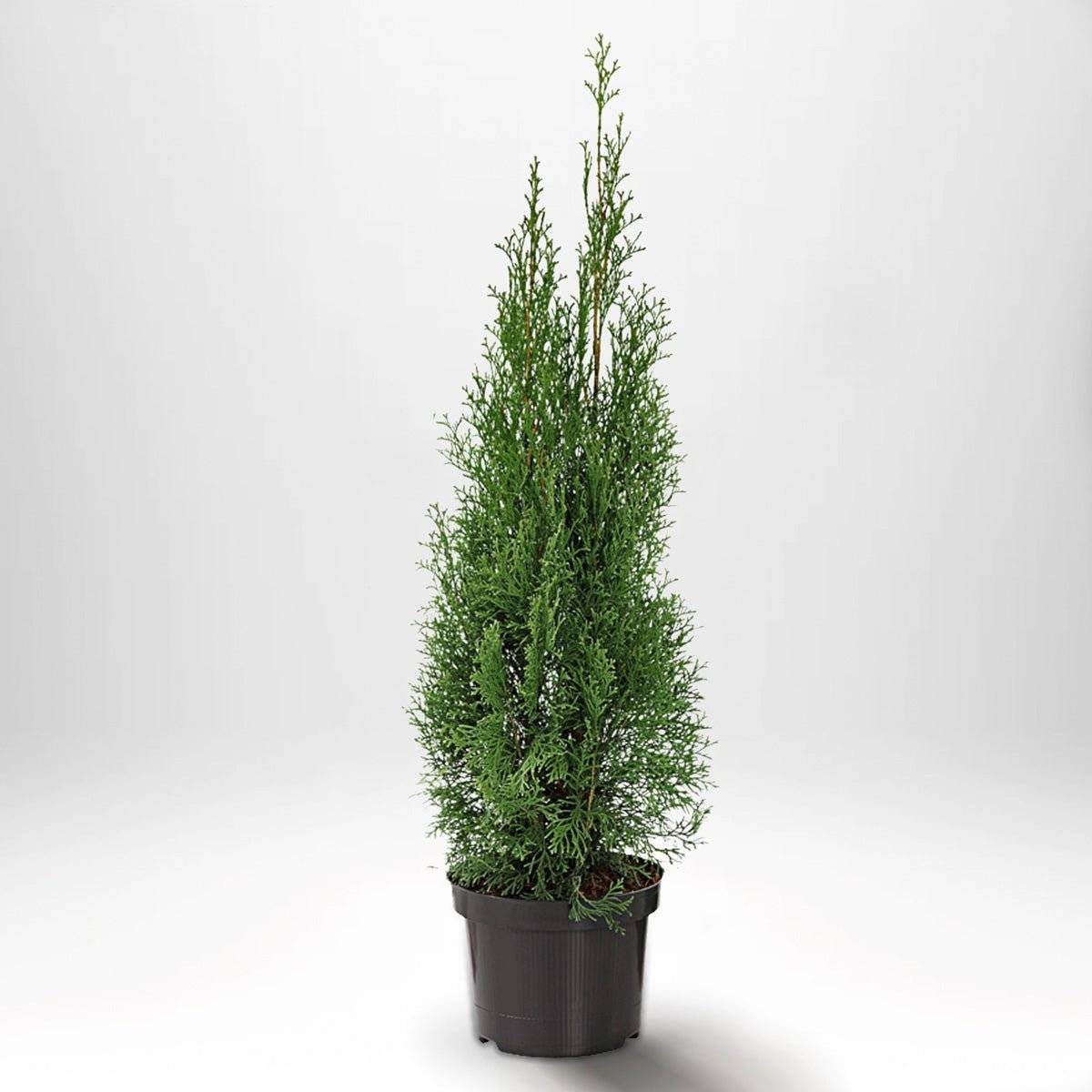 Billig Thuja Smaragd