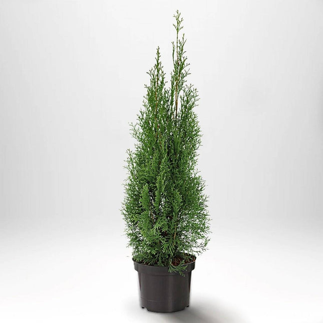 Köp Thuja Smaragd 60-80 cm, Co 2 » S Debski Thuja Smaragd