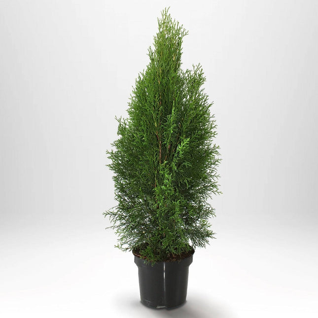 Köp Thuja Smaragd 60-80 cm, Co 3, » LQ Remco Thuja Smaragd
