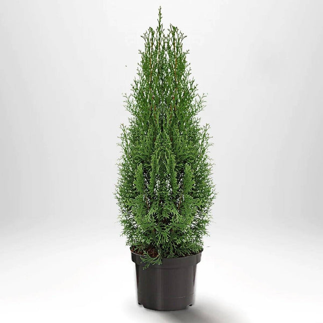 Köp Thuja Smaragd 60-80 cm, Co 5 » A Remco Thuja Smaragd