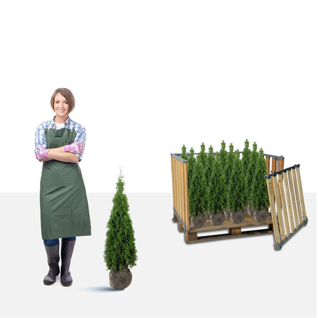 Thuja Smaragd 80-100 cm RB - A- Storpack