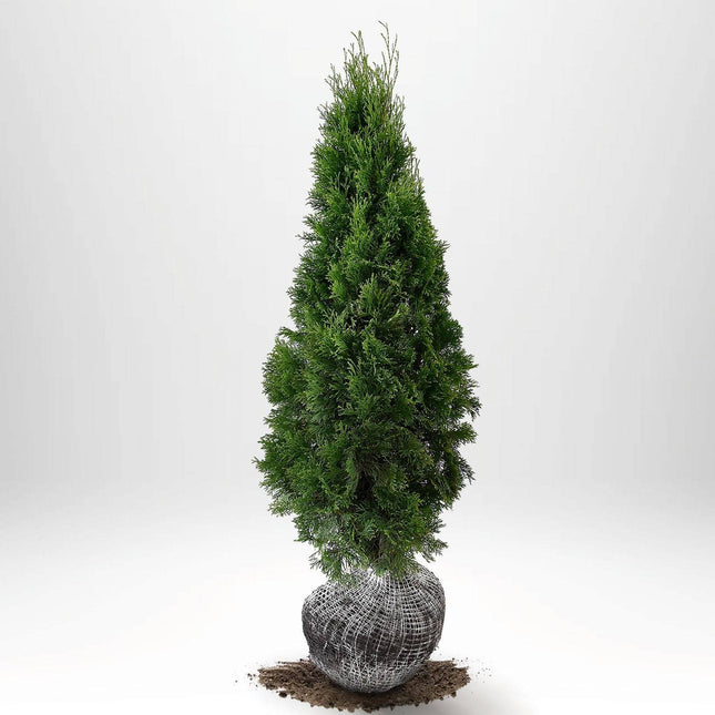 Köp Thuja Smaragd 80-100 cm, RB » S Nunen Thuja Smaragd