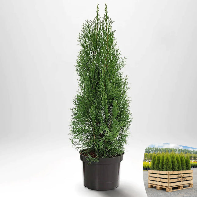 Thuja Smaragd 80-100 cm, Co 2-5 » S